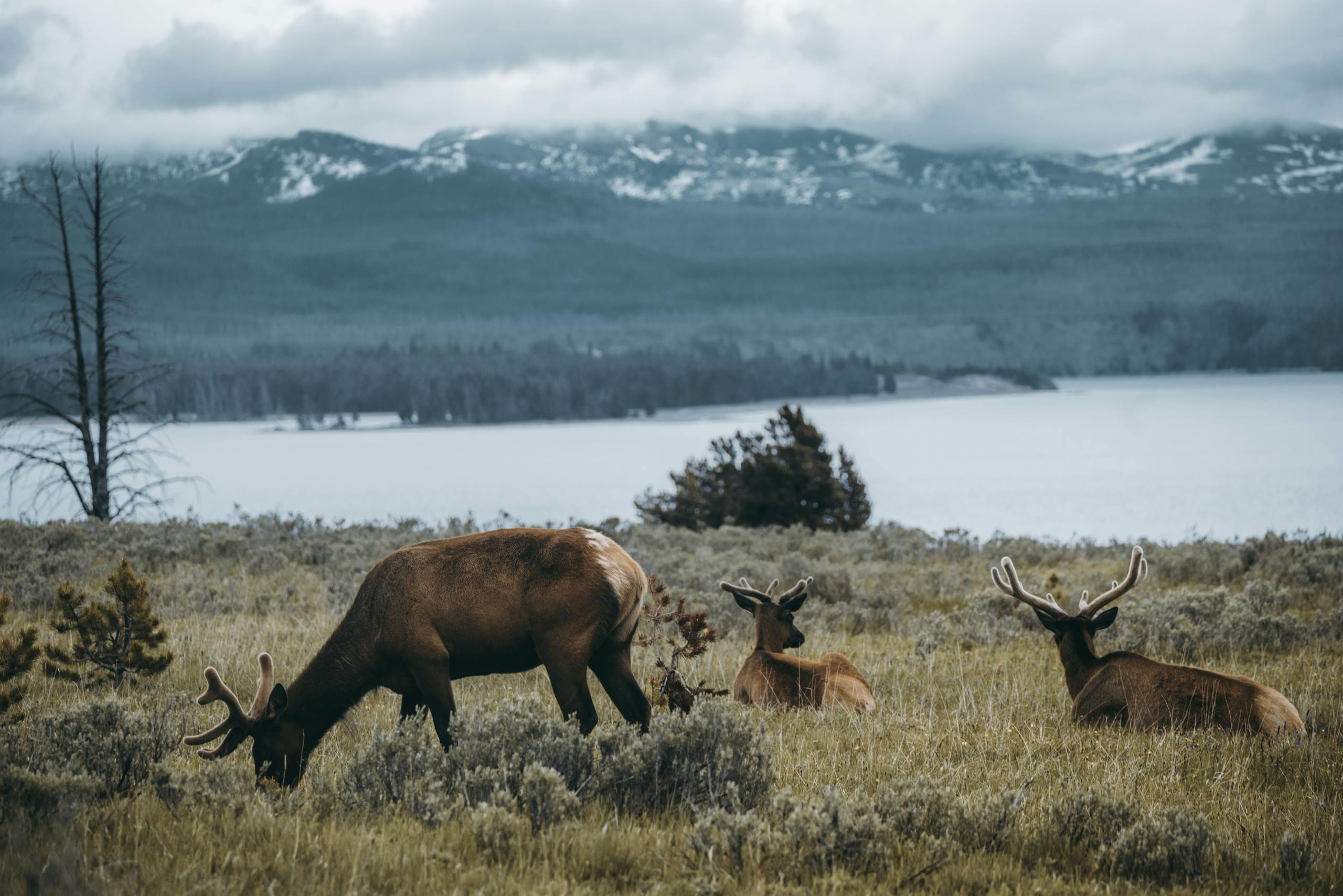 Three elk graze in a lush meadow by a serene lake with majestic mountains in the background.